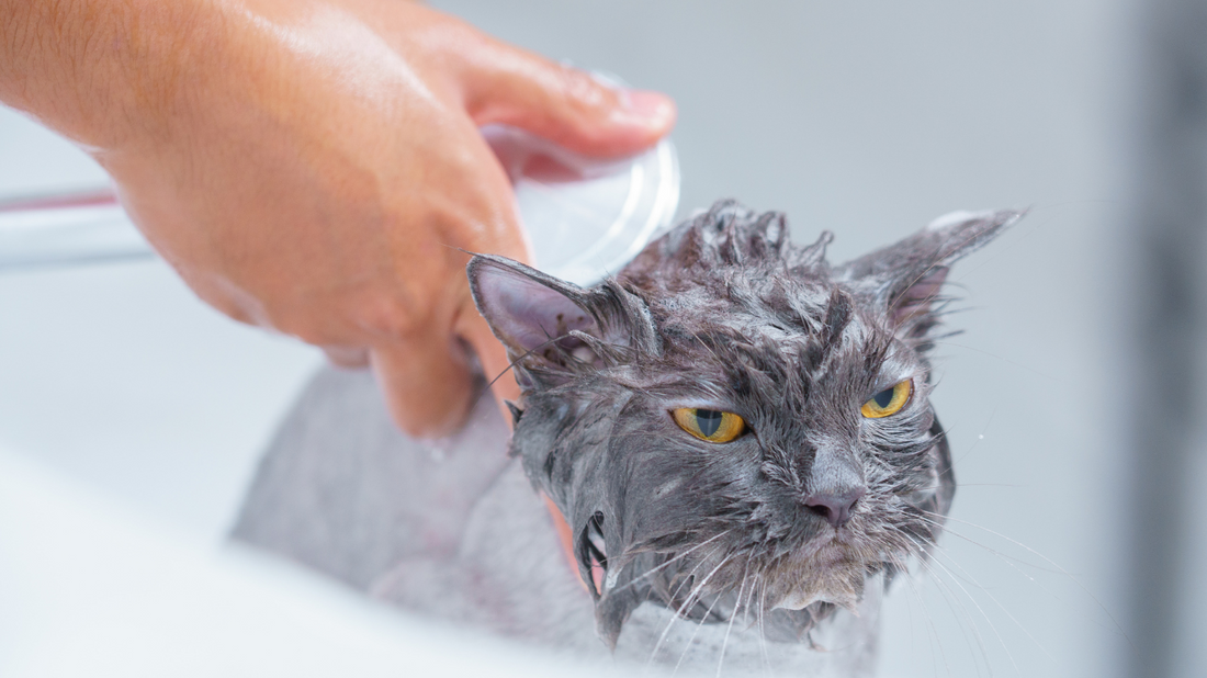 ¿Cada cuánto debo bañar a mi gato? Guía completa de cuidado y aseo felino-Kanu Pet