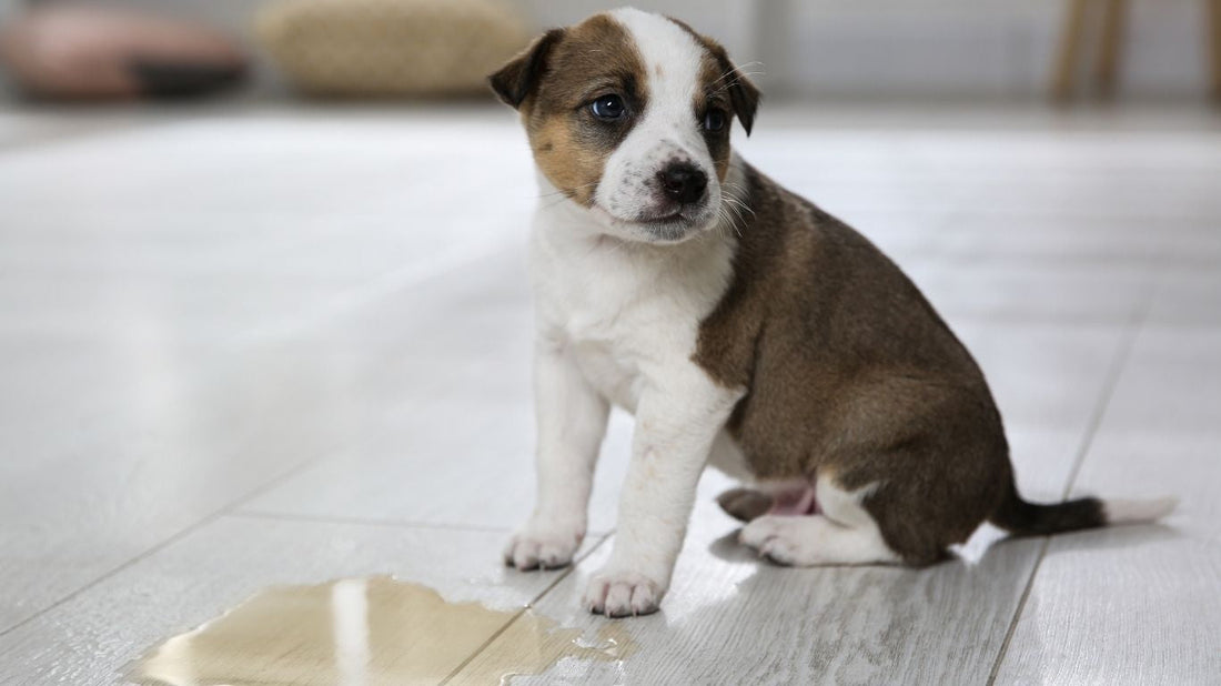 Guía completa para entrenar a tu perro a ir al baño-Kanu Pet