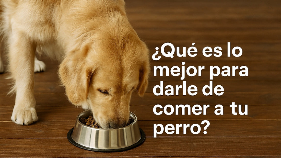 ¿Qué es lo mejor para darle de comer a tu perro?