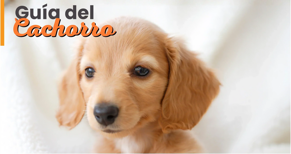 Guía Gratis Perro Cachorro