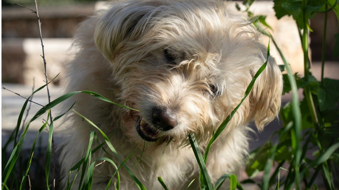 ¿Por Qué Mi Perro Come Pasto?-Kanu Pet