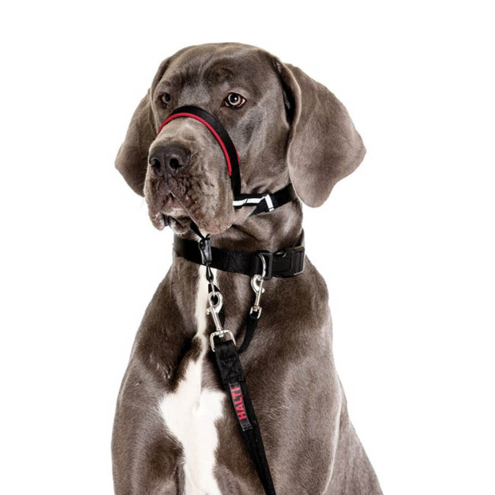 Coa Halti Headcollar T3 para perro