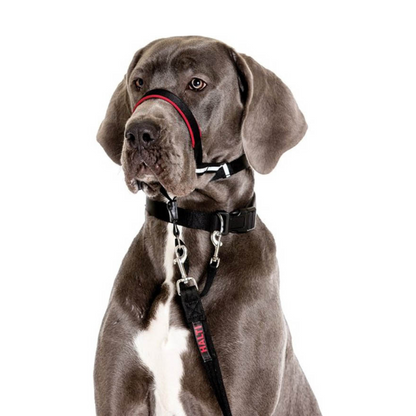 Coa Halti Headcollar T3 para perro